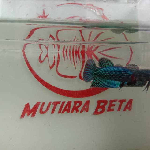 Ikan cupang alien