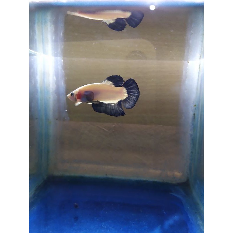 Blue rim bicolor top grade