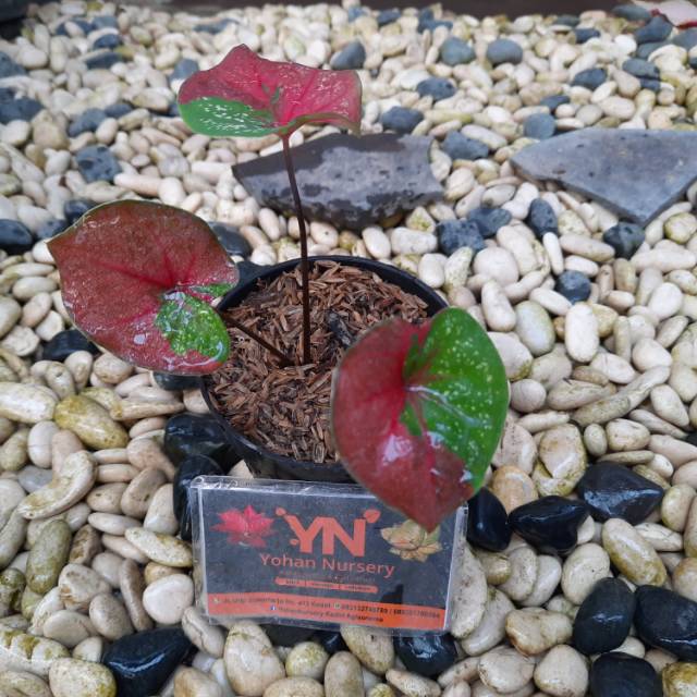 Caladium baret/tanaman hias/caladium