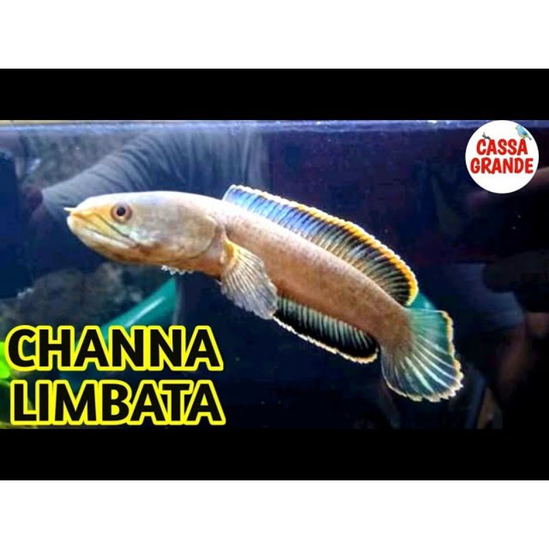 

ikan chana limbata