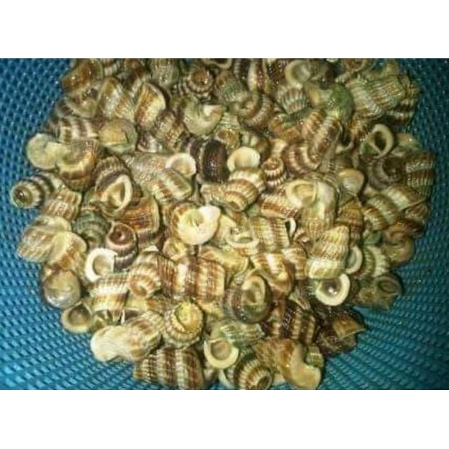 

BARU katanglo atau chau lo atau siput sedut