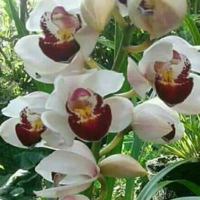 Tanaman hias cymbidium australi putih lidah merah