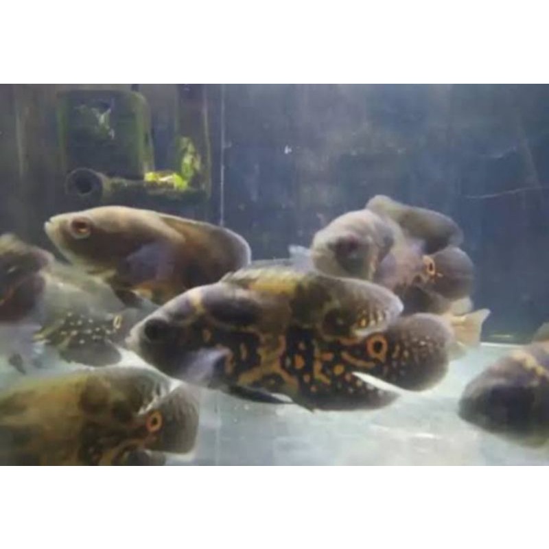 Baby Oscar Batik 5-6cm