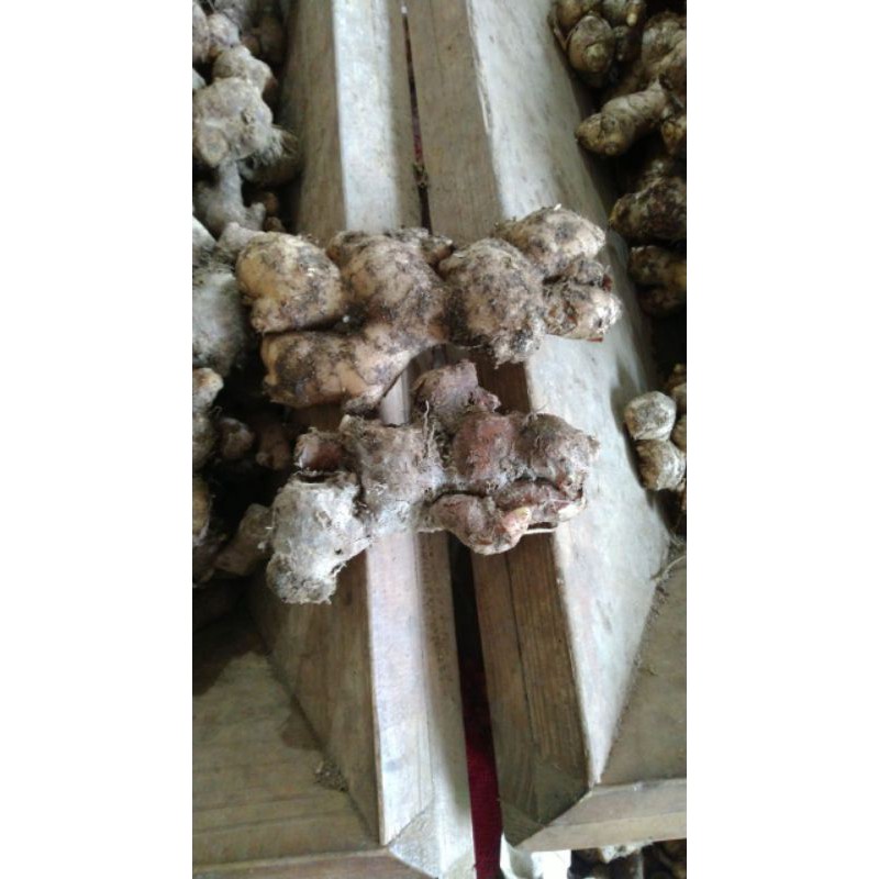 

jahe merah 1 kg