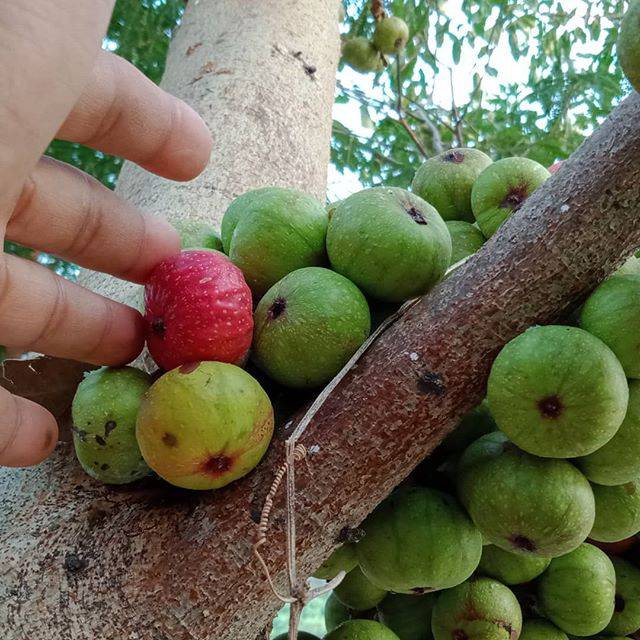 

1 kg Buah elo ( buah ara ) ficus racemosa. Buah obat herbal buah loa