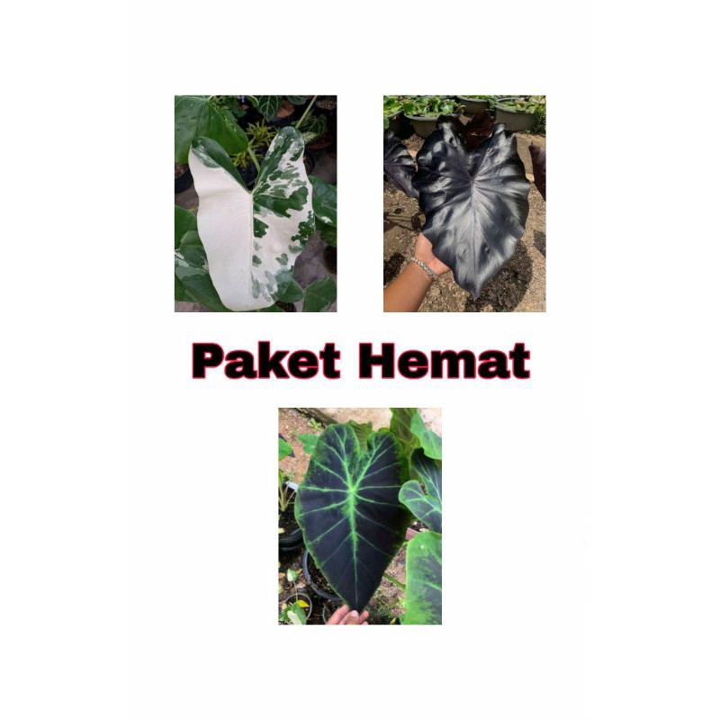 Paket Hemat Alocasia