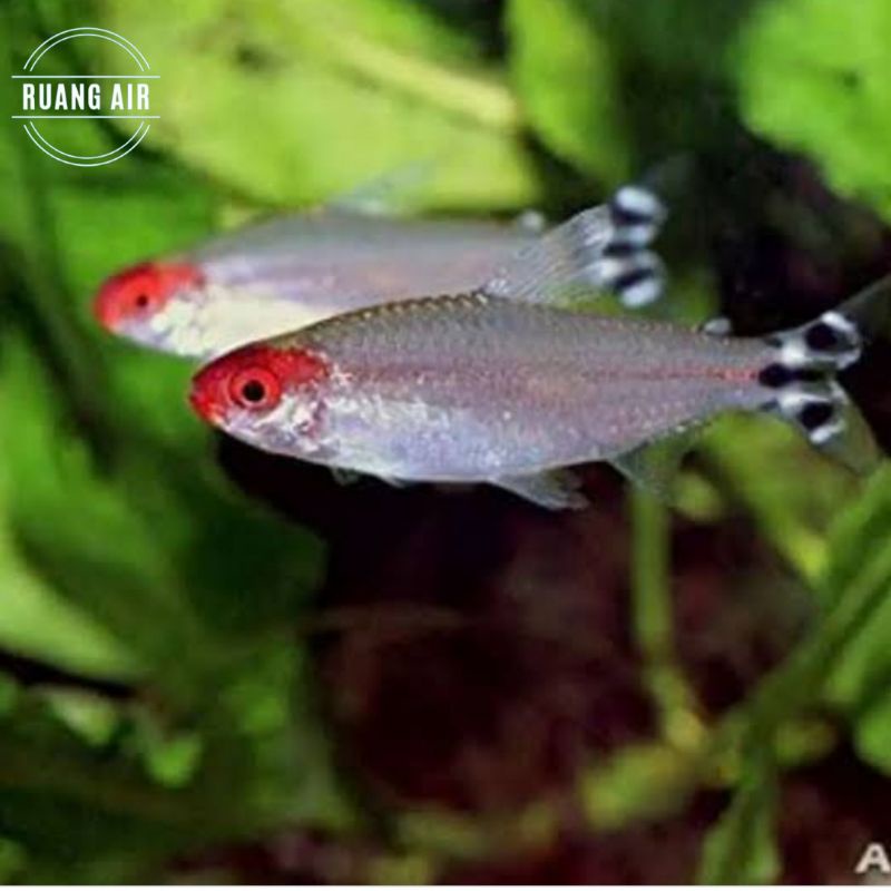 RED NOSE TETRA IKAN HIAS AQUASCAPE AQUARIUM AKUARIUM
