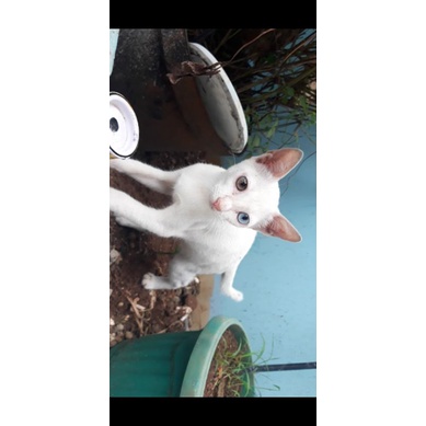 anak kucing betina putih bermata warna biru kuning