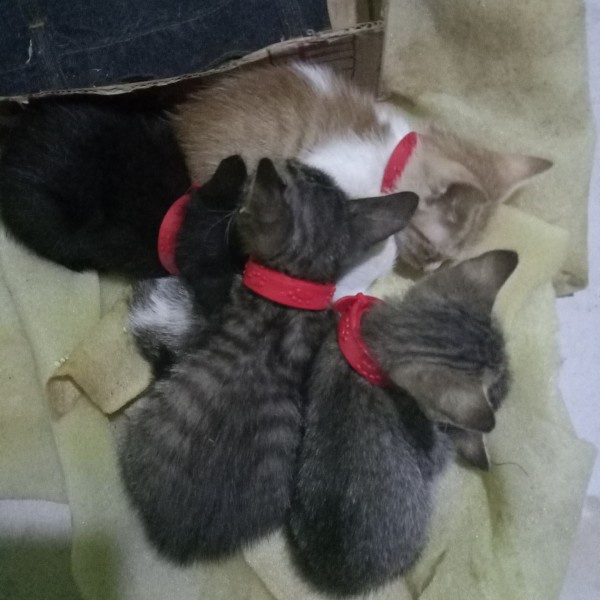 Kalung Anti Kutu Kucing Flea and Tic Collar