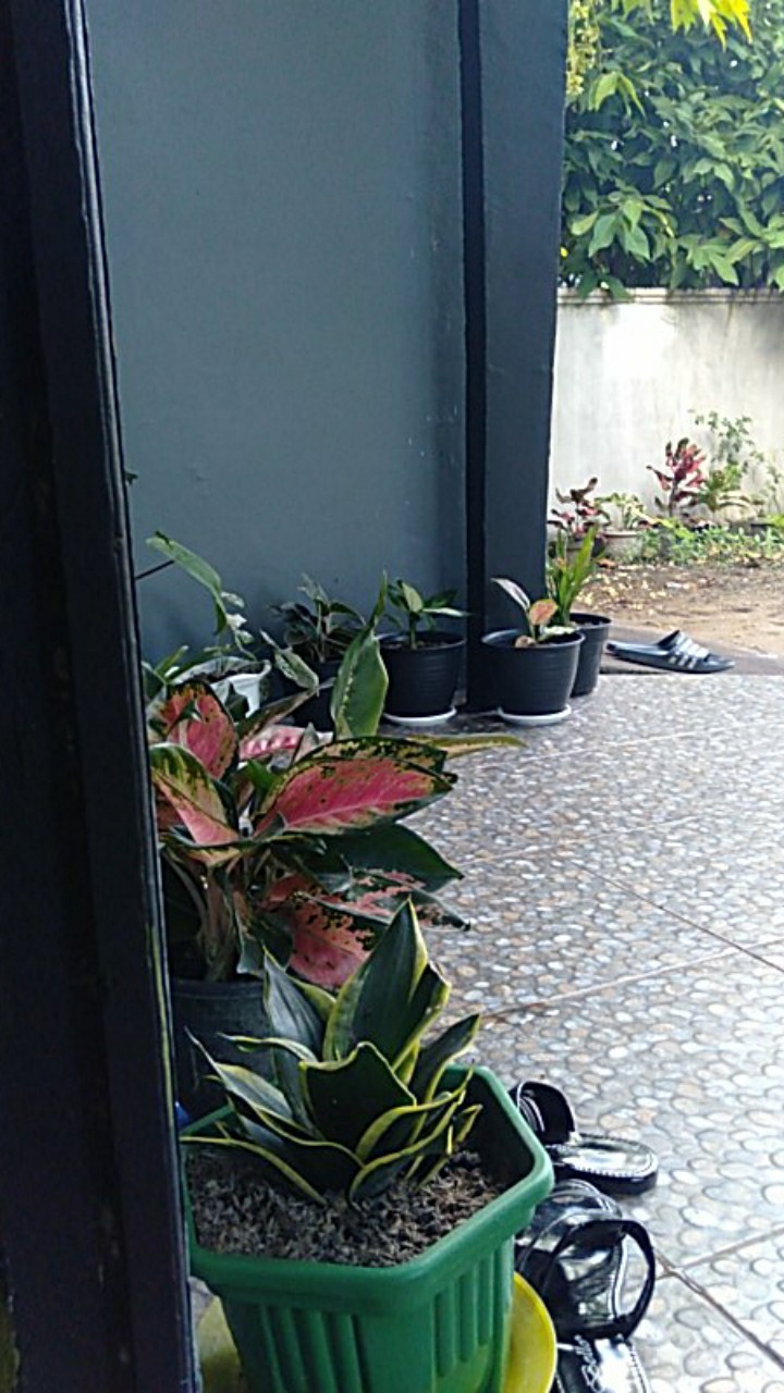 022 Zahira Batik Hrb026 Kenongo Hem Kemeja Batik Pria Lengan Pendek  Katun Primis Halus M L Xl