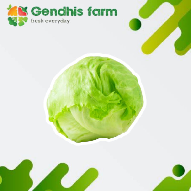

Lettuce Segar [250 g]