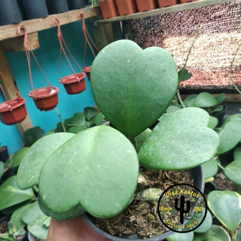 KAKTUS SKULEN - love hoya cluster 7 daun (fotoasli)