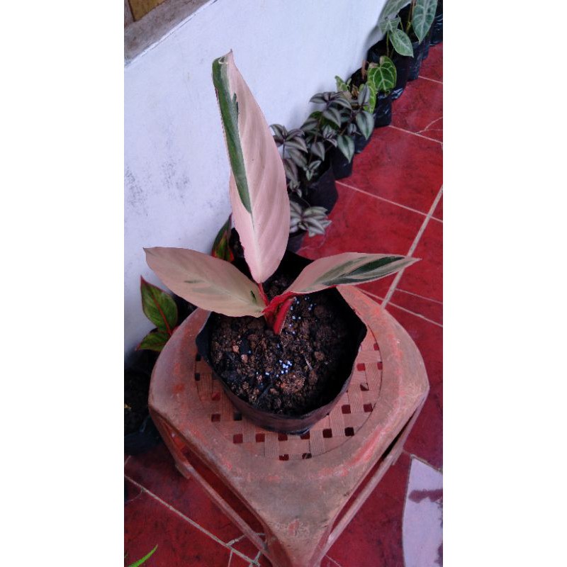 Calatea Tricolor || Calatea Merah Putih || Calatea Meranti Bali