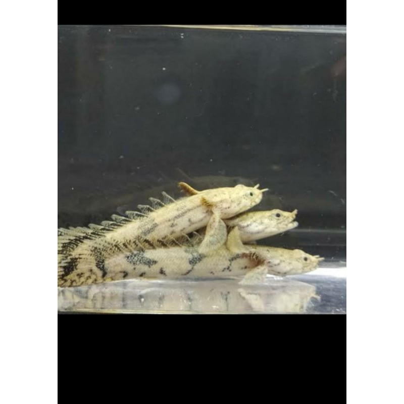 palmas andlychery 7/8cm ikan hias palmas ikan airtawar