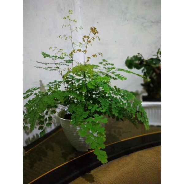 tanaman hias suplir daun kecil