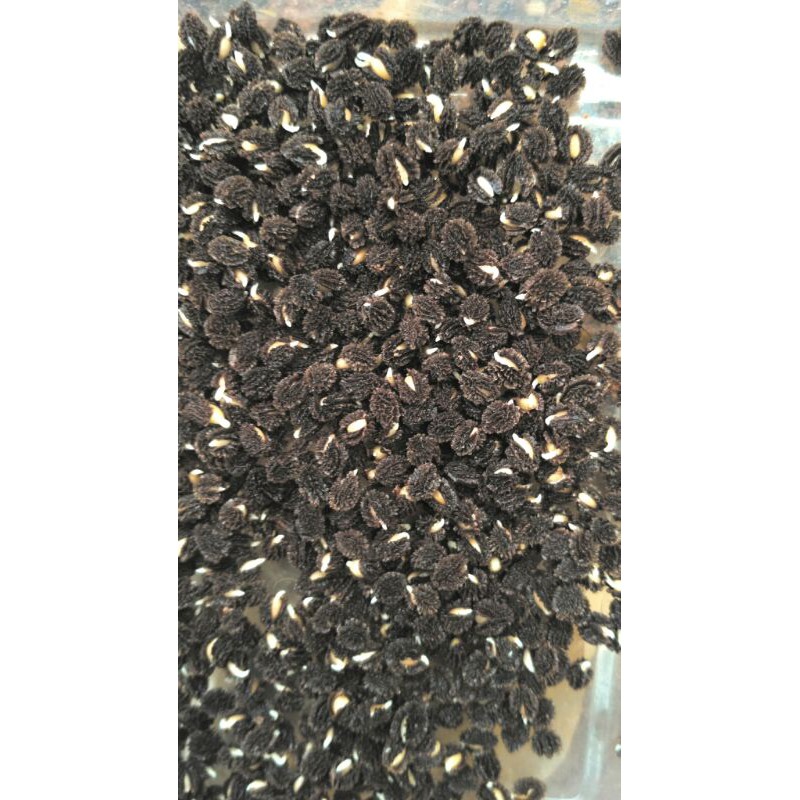 Biji bibit pepaya Calina/ California IPB9 kemasan 10 gram (isi 500 butir)