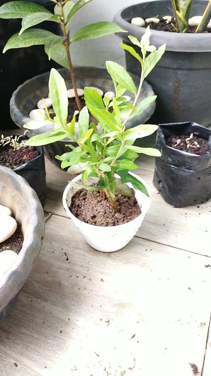 Pohon Lee Kwan Yew / Likuanyu Perbatang