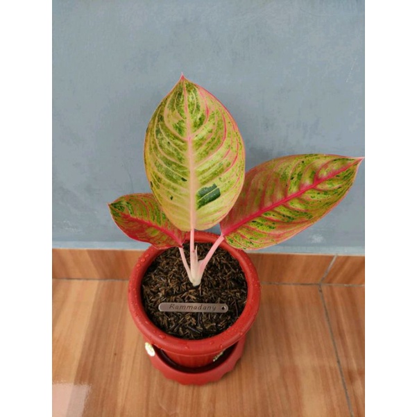 bibit aglonema Goliath anakan