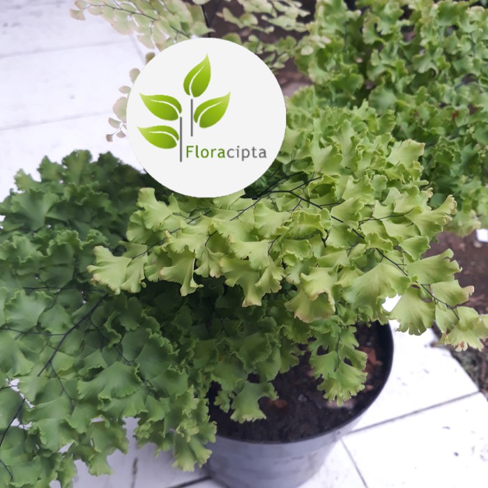 Tanaman Hias Suplir Maidenhair Bunga Suplir Pohon Suplir Maidenhair