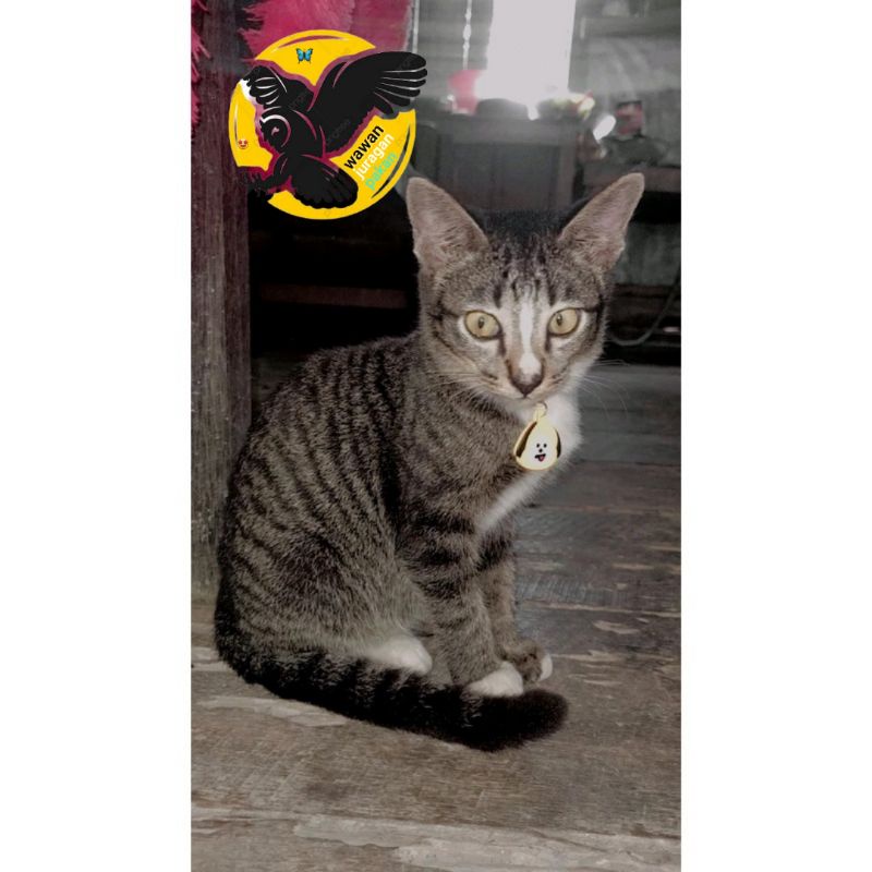 KALUNG BTS KALUNG KUCING BTS KALUNG KUCING UNIL KEREN ARMY