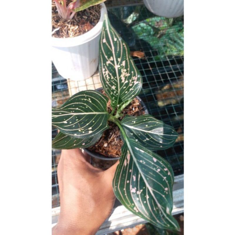 PROMO MURAH 2 paket bonggol aglonema Siti Nurbaya .....