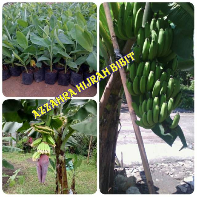 Bibit buah pisang morosebo