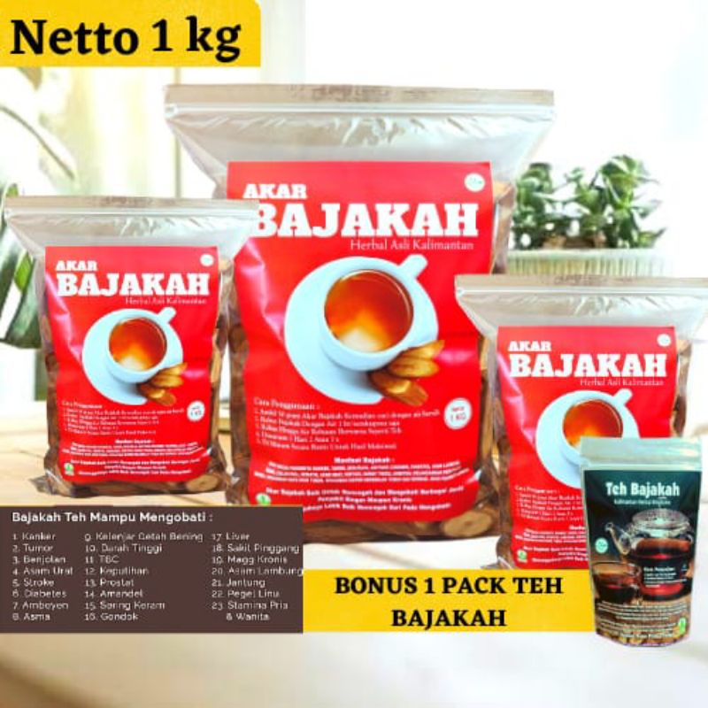 Akar Bajakah Kayu Bajakah Akar Bajakah Asli Kalimantan Bajakah Super Bajakah Asli Kalimantan Bajakah