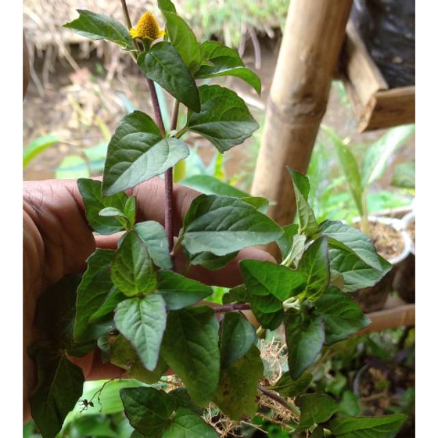 Daun Jotang tanaman herbal jotang