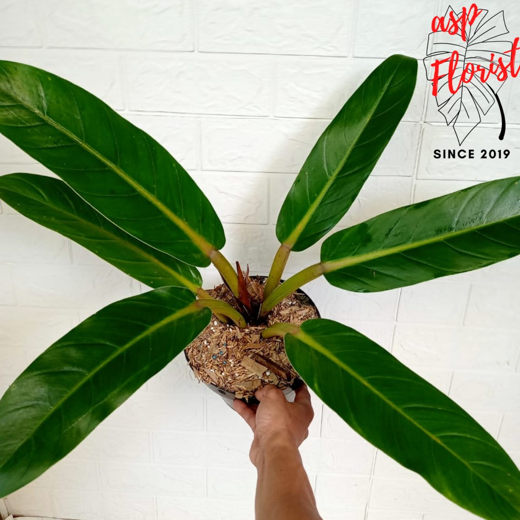 Philodendron Melinonii - Dewasa - Mature Size