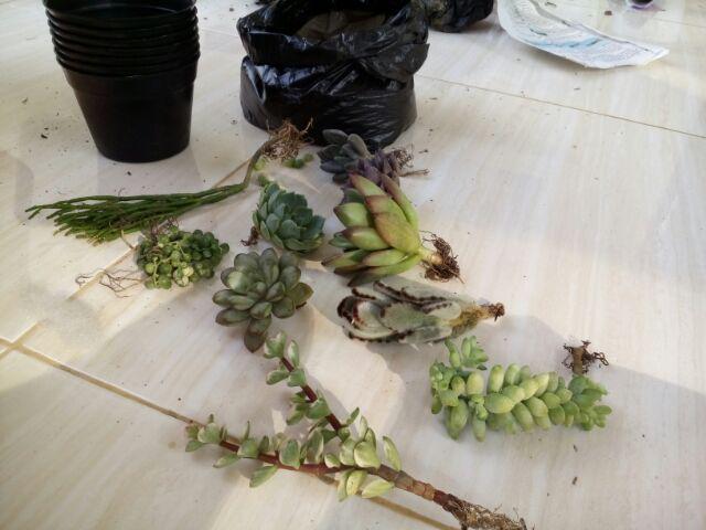 Sukulen Murah Dan Hemat Dengan Berbagai Macam Variant Sudah Termasuk Pot 10cm