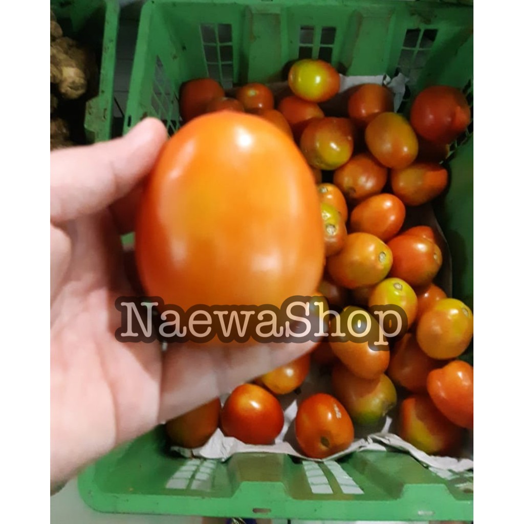 

Tomat Merah - Tomato Besar Segar 500gram Murah