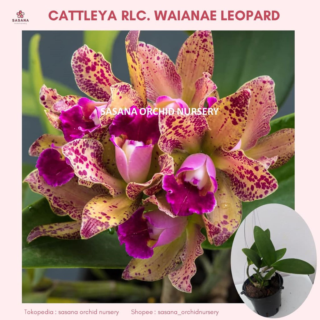Anggrek Cattleya RLC. Waianae Leopard wangi harum