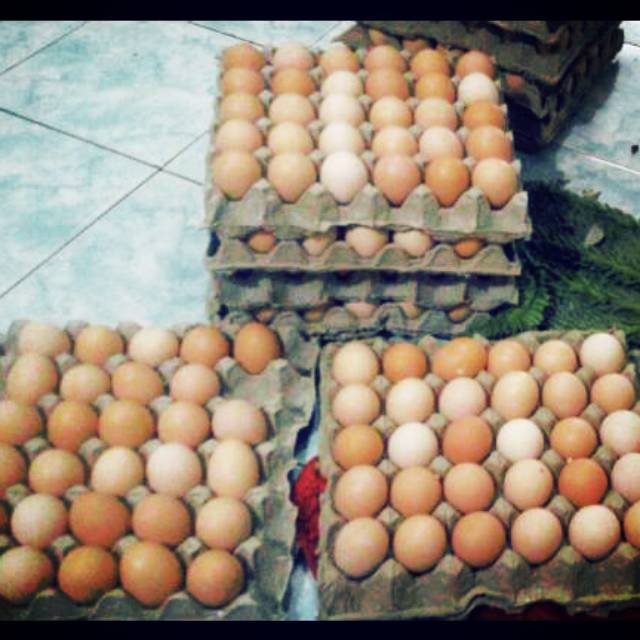 

Telor ayam negeri