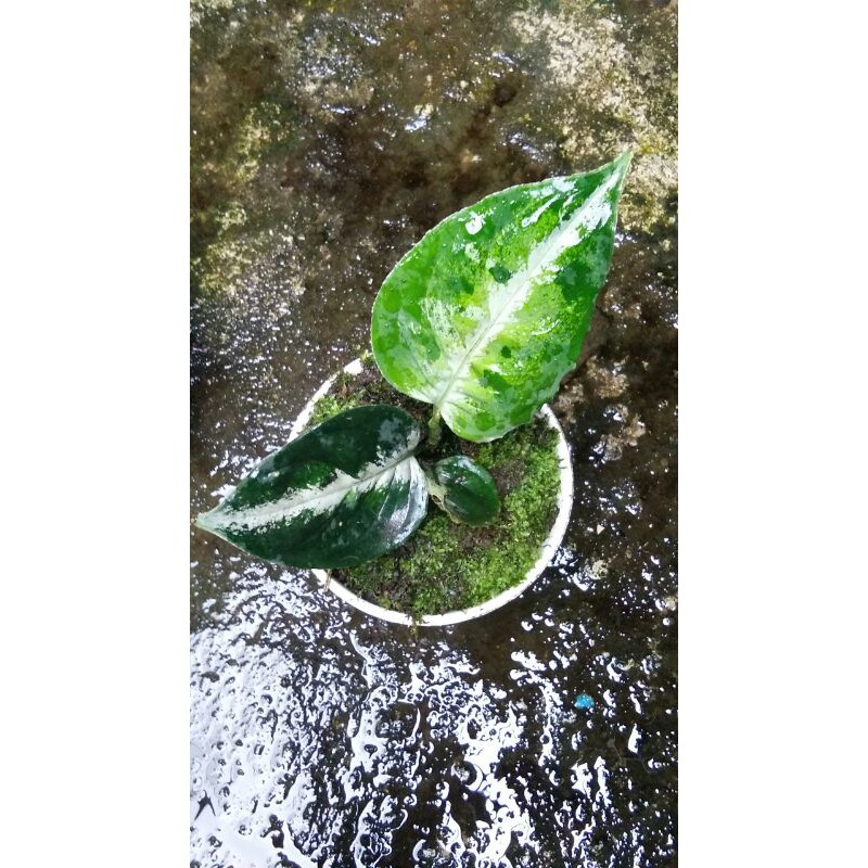 

Bibit Aglaonema pictum tricolor