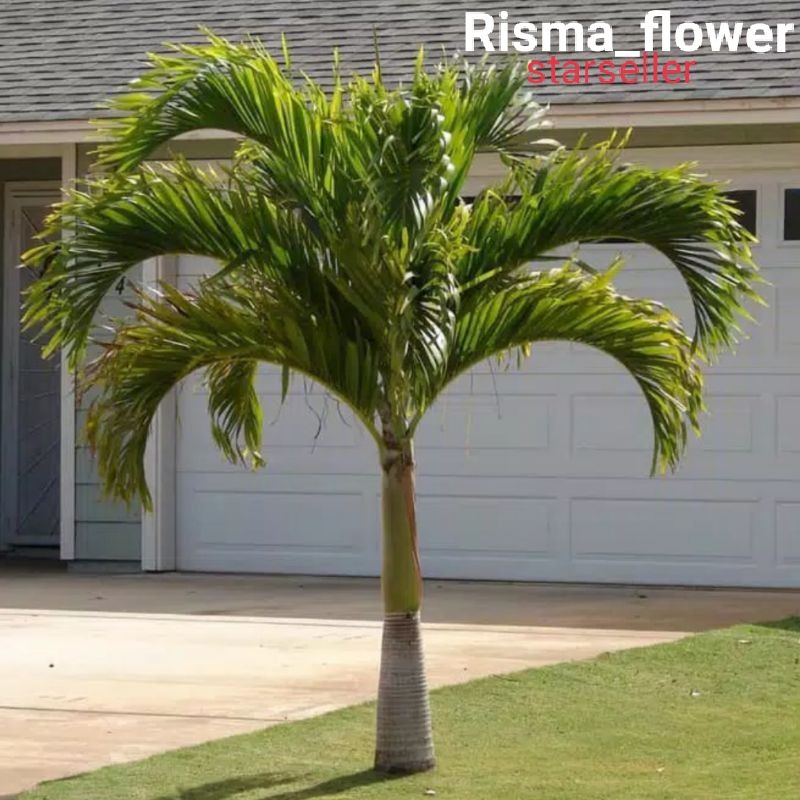 POHON PALEM PUTRI / TANAMAN HIAS