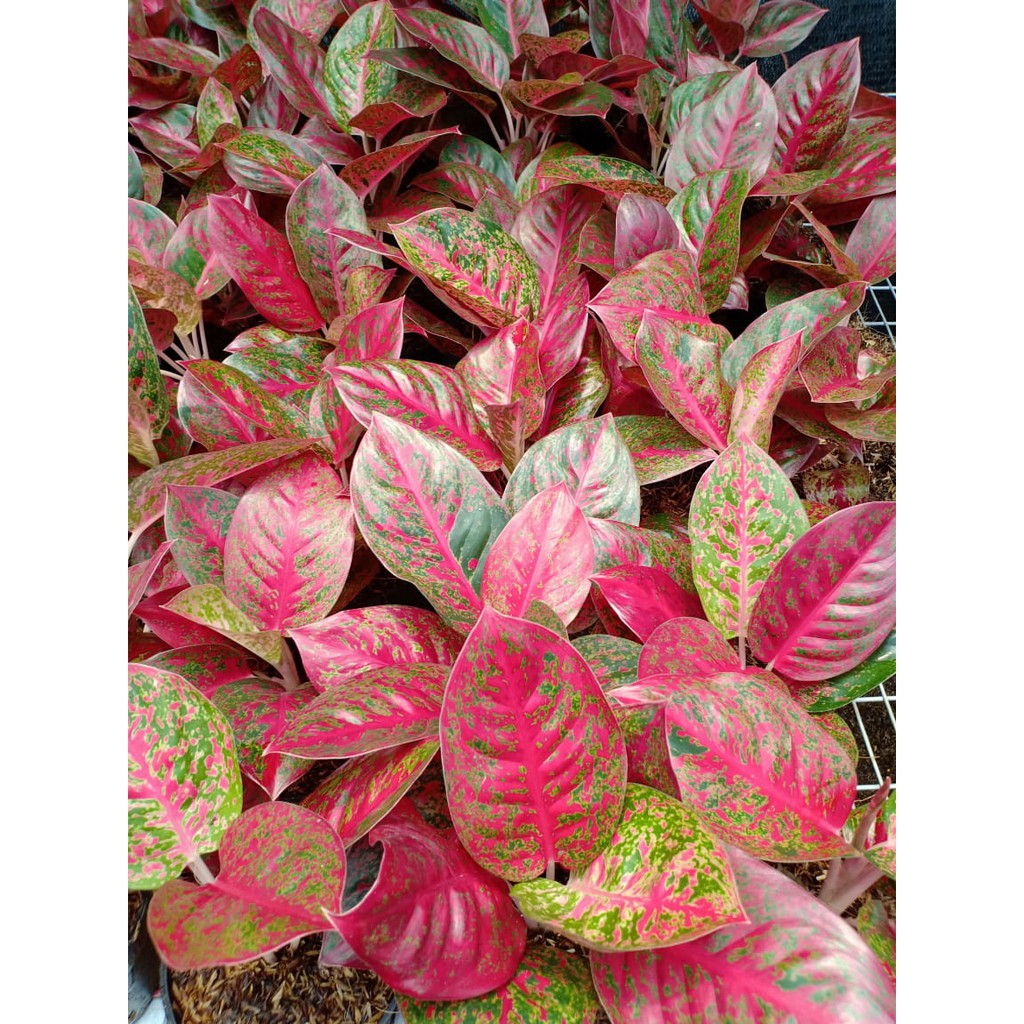 RED STARDUST Tanaman Hias Aglaonema Aglonema RED STARDUST Tanaman Hias Aglaonema Aglonema