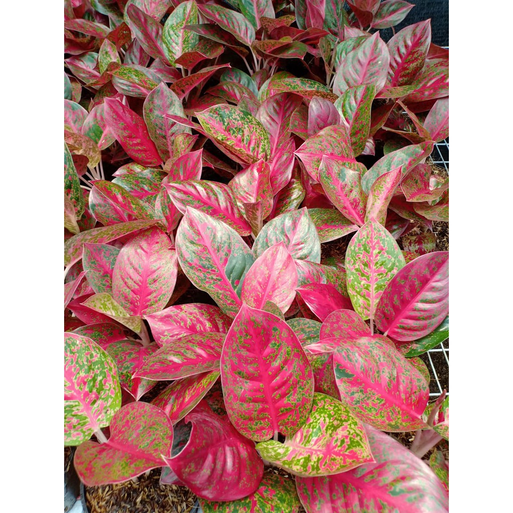 RED STARDUST Tanaman Hias Aglaonema Aglonema 