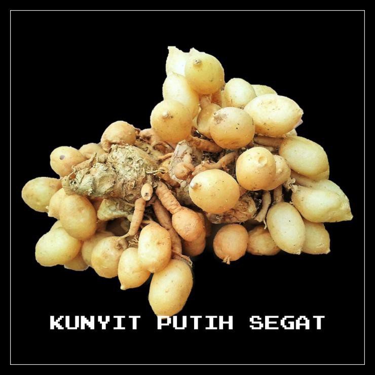 

DISKON! Kunyit Putih Segar -Kunir Putih Alami -Temu Putih Jamu Herbal 1KG