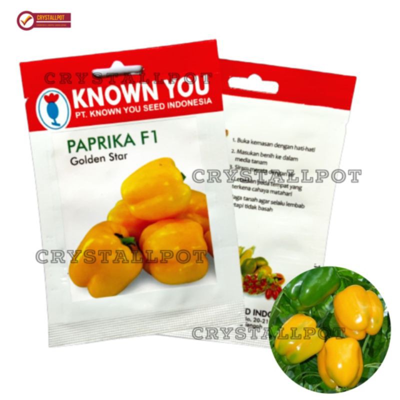 benih bibit paprika kuning f1 golden star known you seed - KYS GOLDEN STAR