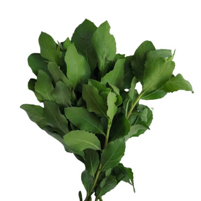 

Daun Luntas Segar 100 Gram | Sayur Beluntas Baluntas Lamutasa Lenabao
