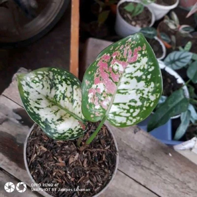 sale Bibit Aglonema Tricolor Anakan