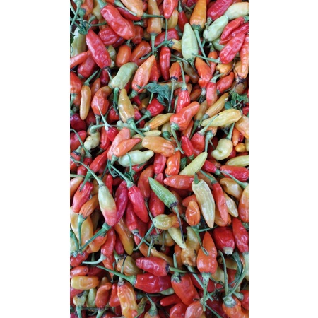 

cabe rawit merah/cabai/cabai fresh 500 gr