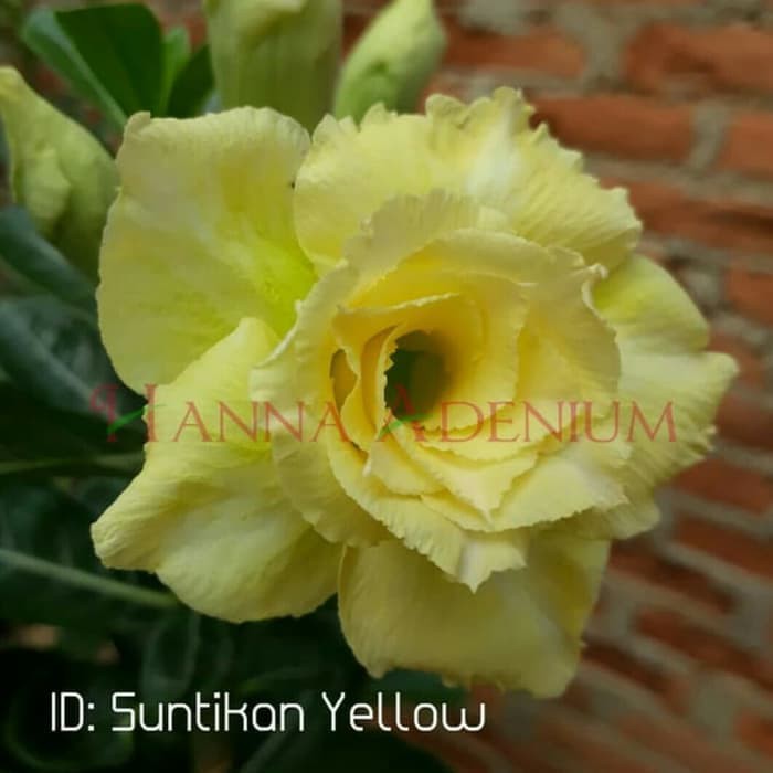 Bibit Kamboja Adenium Suntikan Yellow