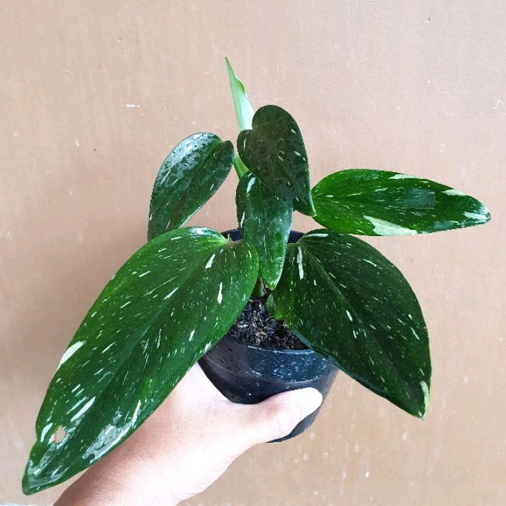 Monstera standleyana varigata putih
