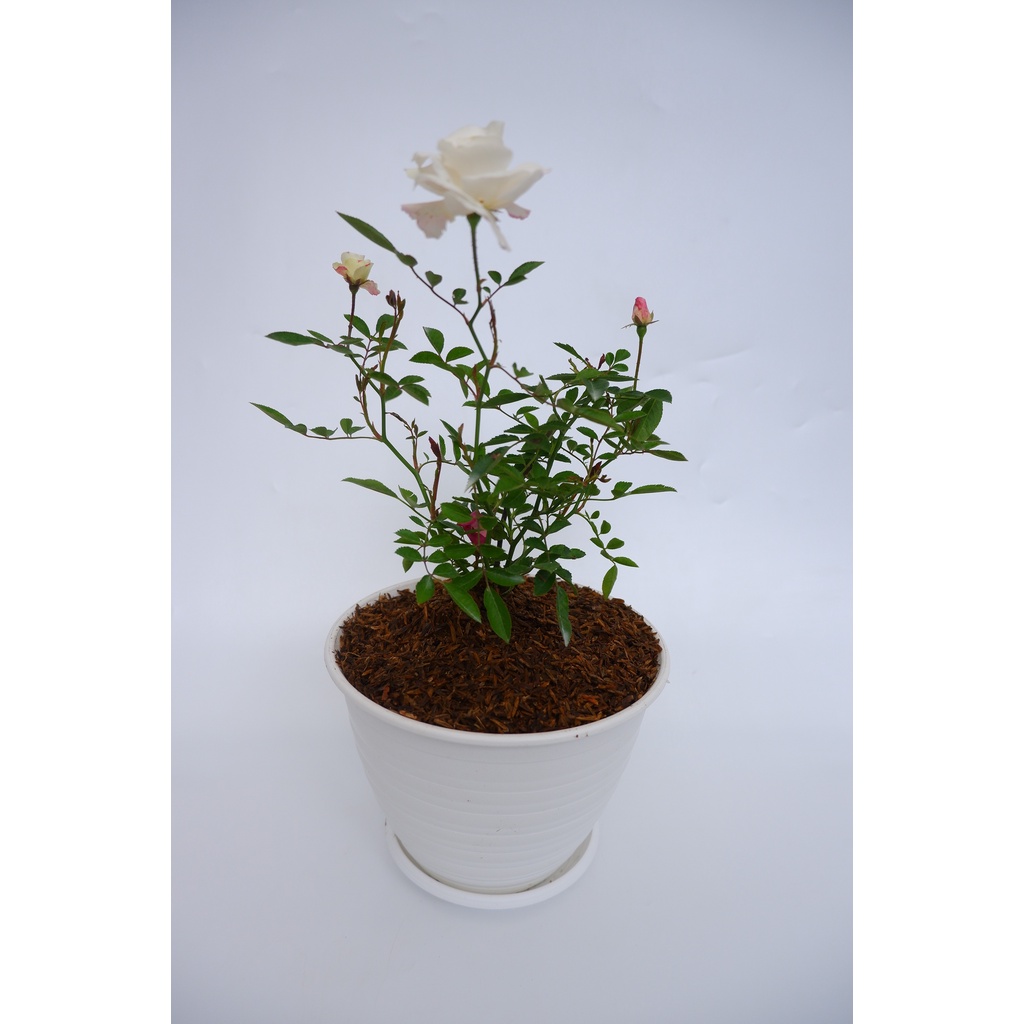 Bunga Mawar Rambat - Sudah Berbunga - Climbing Rose - Tanaman Hias