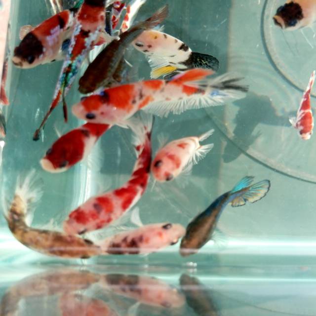 Ikan cupang plakat koi