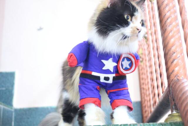 Kostum kapten amerika untuk kucing dan anjing size S M L XL