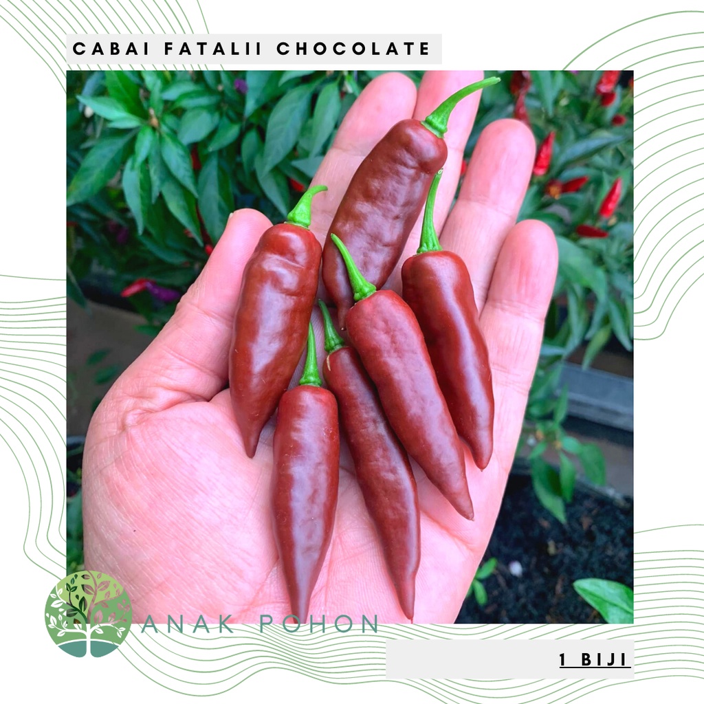Benih Bibit Biji - Cabai Chocolate Fatalii Choco Cabe Super Pedas Pepper Seeds