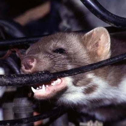 Ready Cairan Pengusir Tikus/Obat Tikus Mesin Mobil