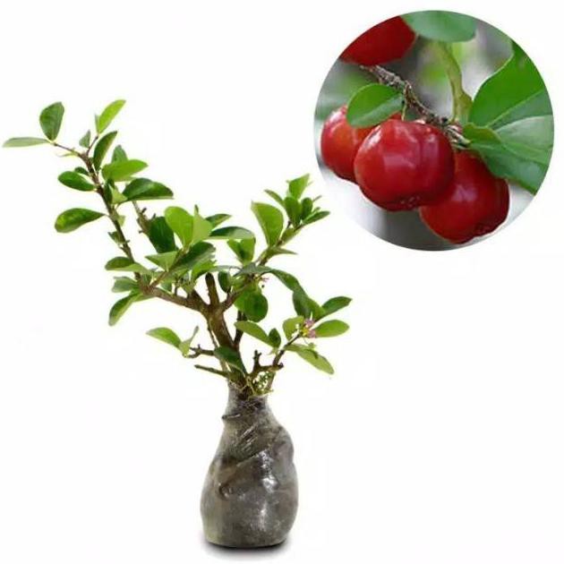 @_@ BIBIT TANAMAN BUAH CERRY  BIBIT BUAH CHERY  BIBIT BUAH CHERRY // BAKAL BONSAI SIANCI //